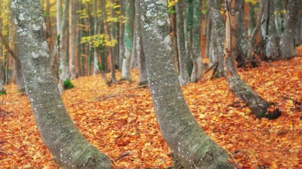 Alberi piegati dal soil creep sui Nebrodi in Sicilia