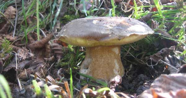 Funghi sui Nebrodi