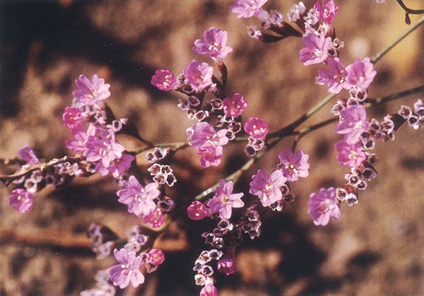 il Limonium optimae cresce sul letto fluviale