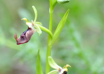 ophrys-oxhyrrynchos-ofride-a-becco-acuto-resuttano3715
